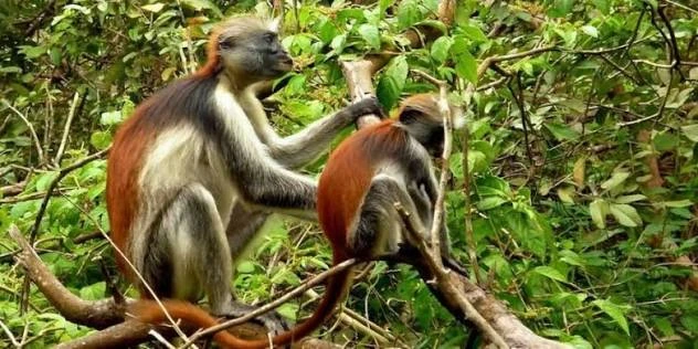 Jozani Forest Tour Zanzibar